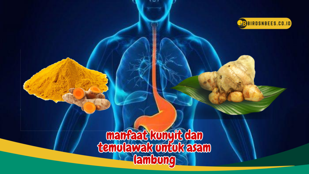 manfaat kunyit dan temulawak untuk asam lambung