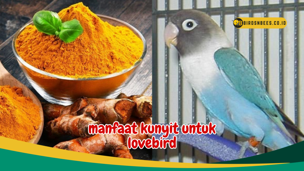 manfaat kunyit untuk lovebird