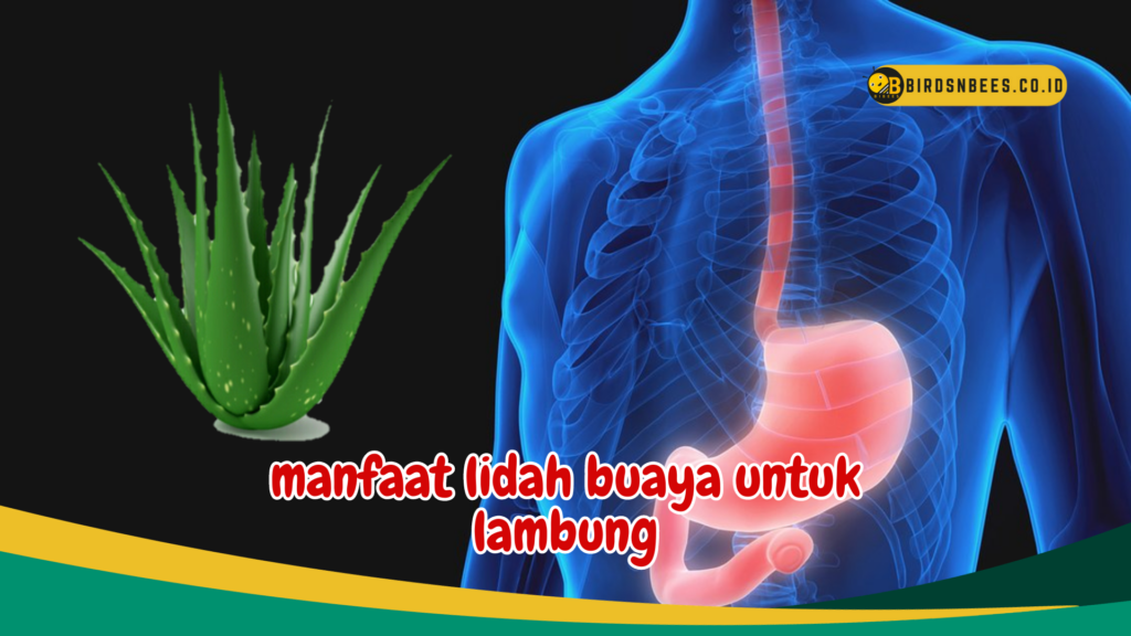 manfaat lidah buaya untuk lambung