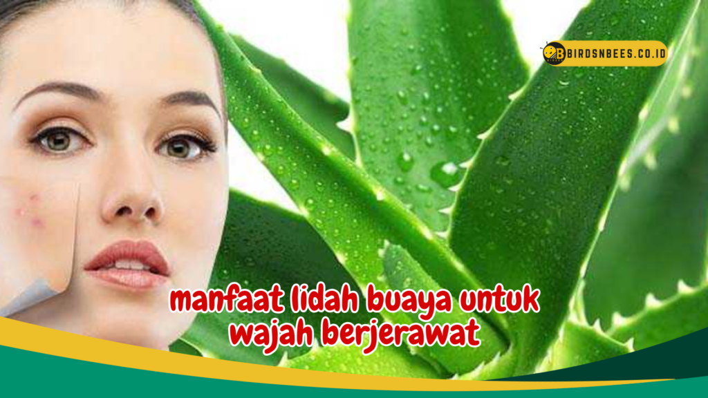 manfaat lidah buaya untuk wajah berjerawat