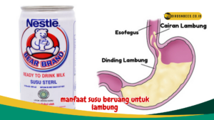 manfaat susu beruang untuk lambung