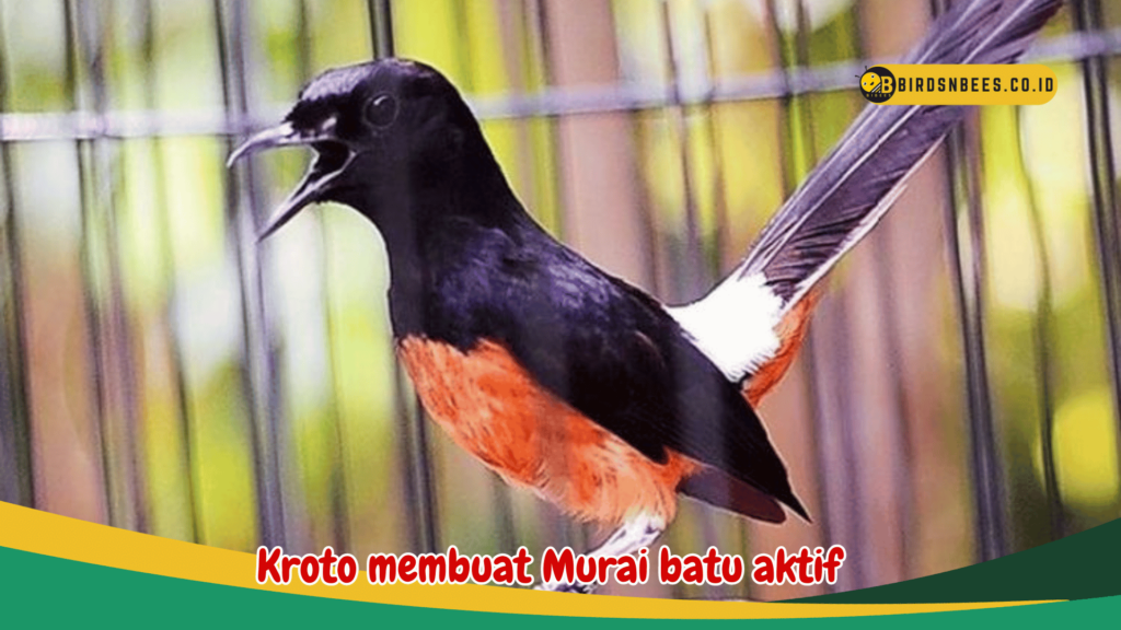 Kroto membuat Murai batu aktif