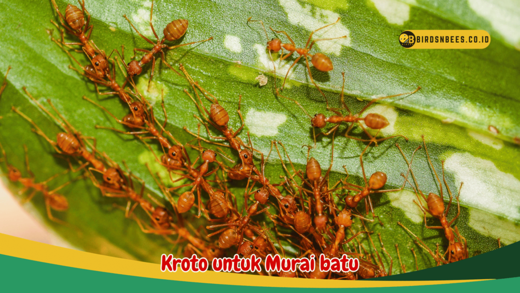 Kroto untuk Murai batu