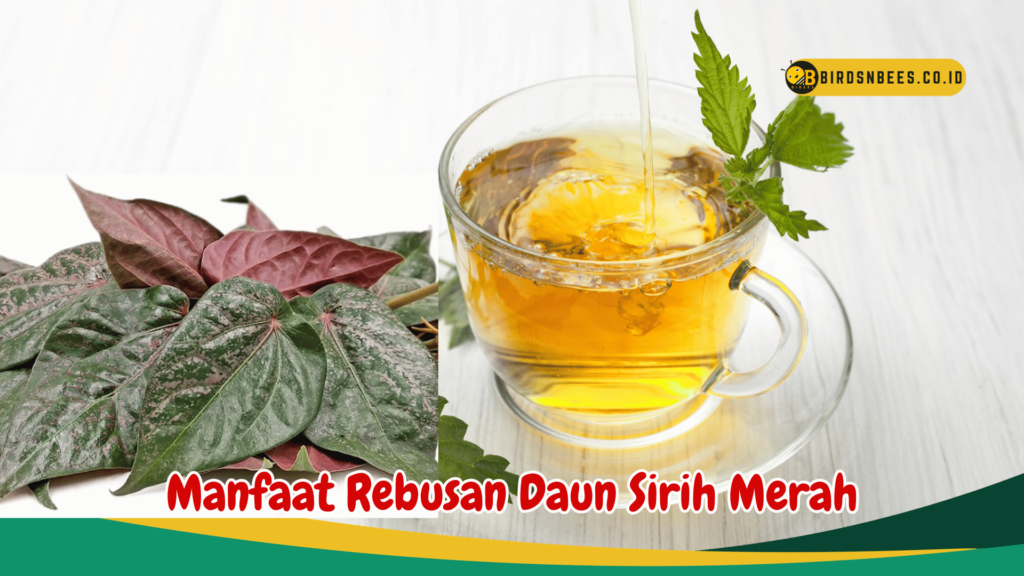 Manfaat Rebusan Daun Sirih Merah