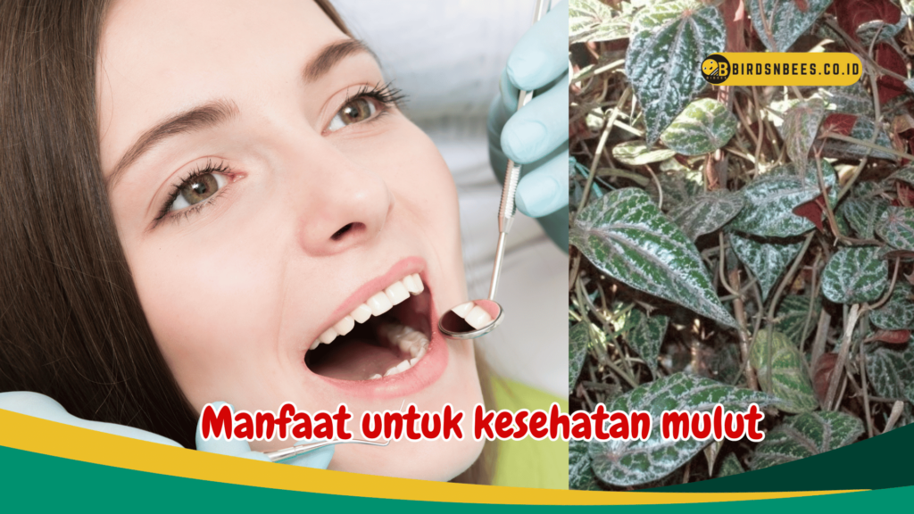 Manfaat untuk kesehatan mulut