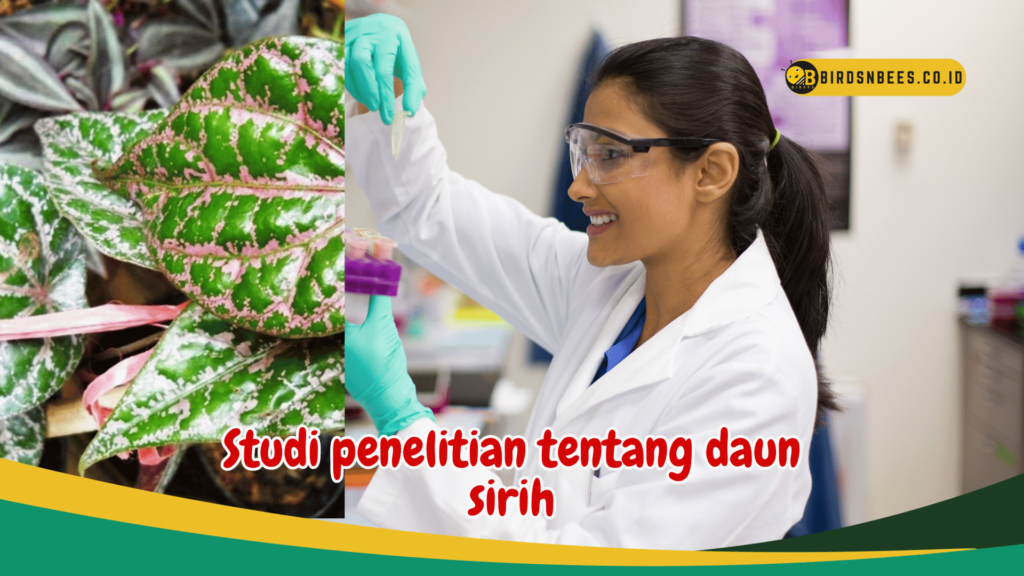 Studi penelitian tentang daun sirih